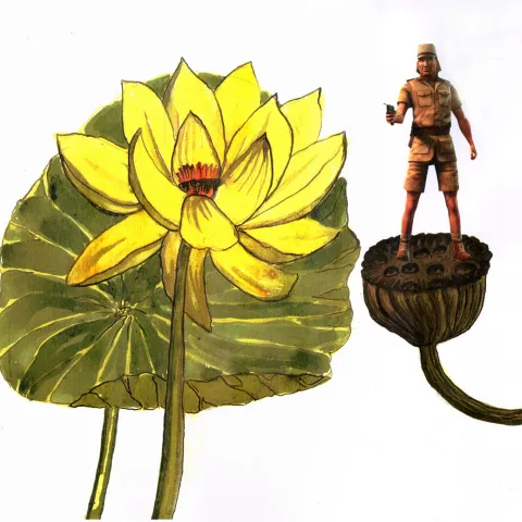 Lotus Lilly
