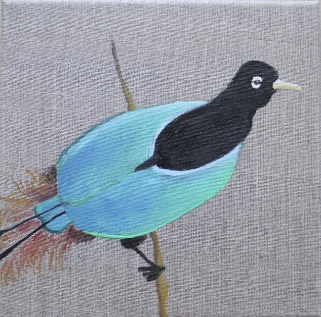 Paradiesvogel 3
